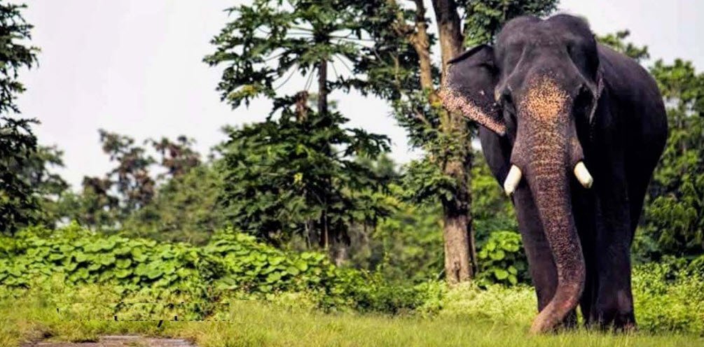 Kanyakumari Wildlife Sanctuary, Kanyakumari, Tamil Nadu - Vushii.com